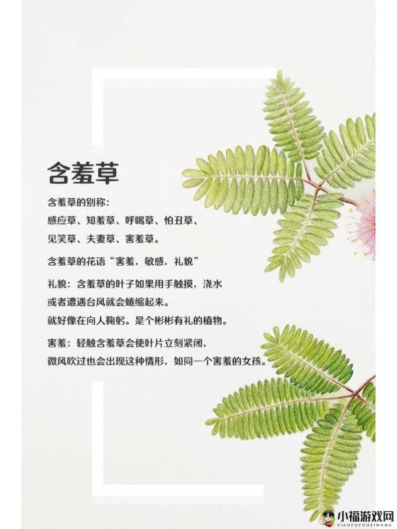 含羞草的作用：神奇植物的多元价值