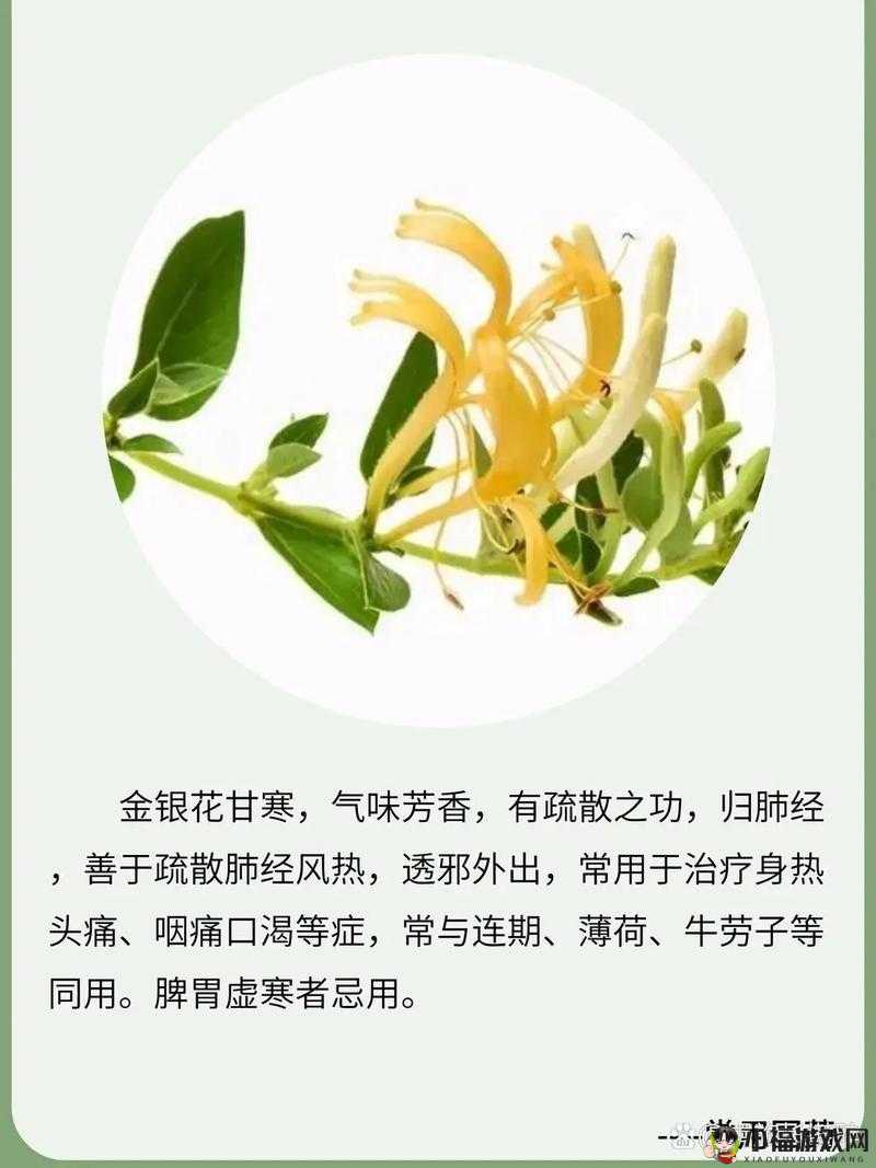 双管齐下金银花：独特的药用价值与魅力