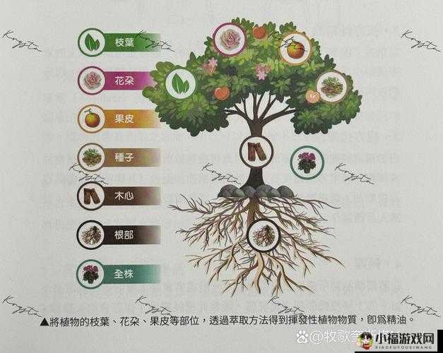 苹果、西瓜、木瓜、香蕉、黄瓜哪一个不同：它们的生长环境不同