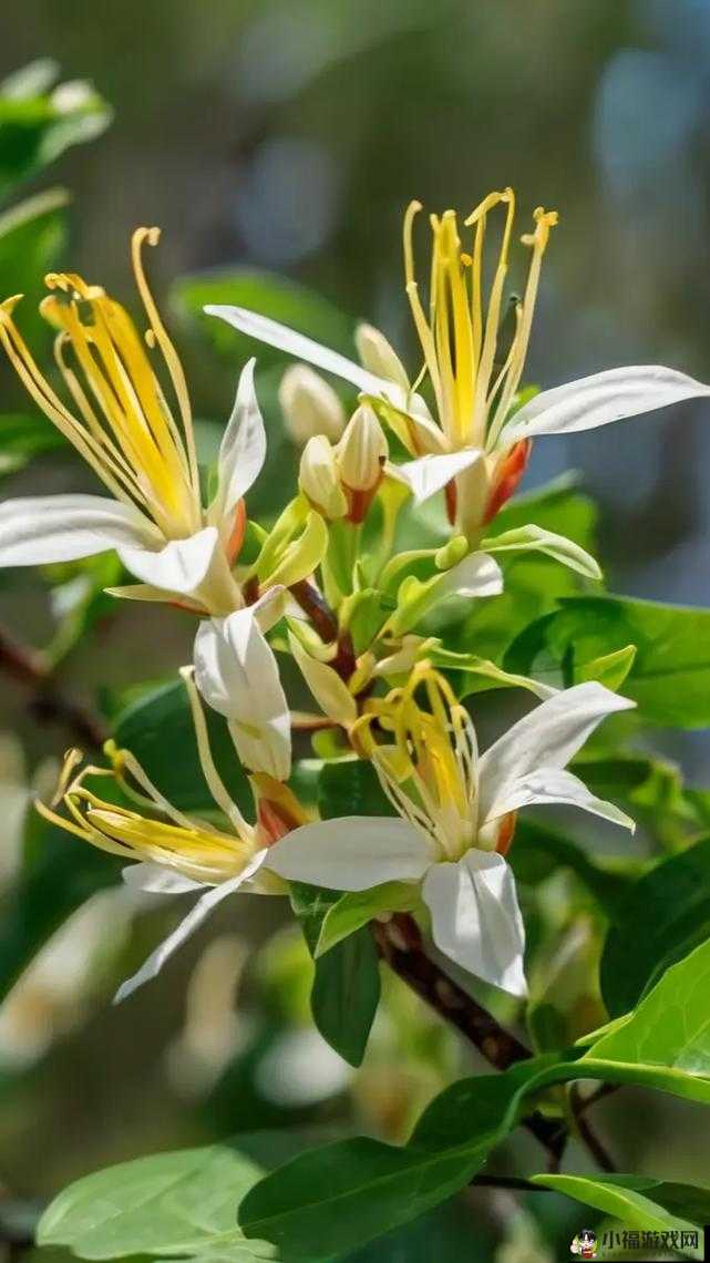 银色器物 TXL 金银花：美丽的存在