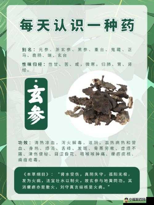 烟雨江湖玄参的药用价值与功效解析